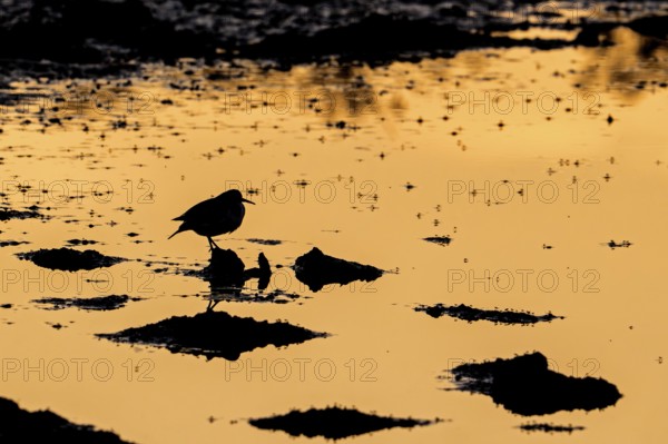 Common sandpiper (Actitis hypoleucos) resting on muddy pond shore with flying insects on water