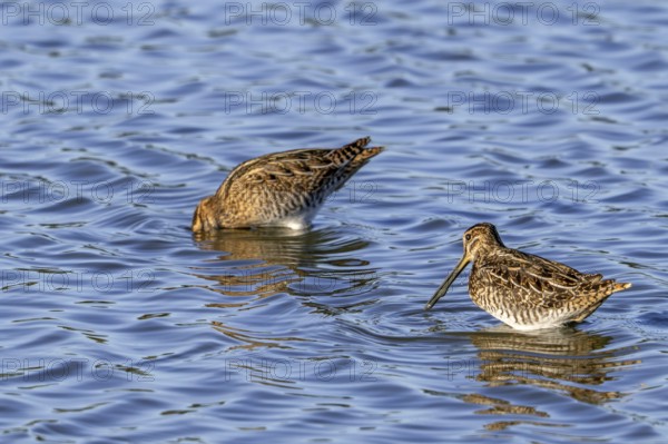 Two common snipes (Gallinago gallinago) foraging in shallow water by probing soft mud in pond in
