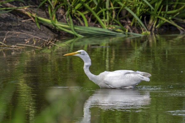Great white egret, great egret (Ardea alba) non-breeding adult fishing in shallow water of pond in