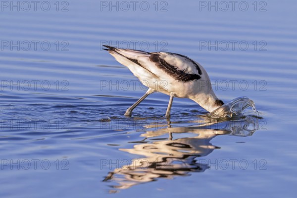 Pied avocet (Recurvirostra avosetta) foraging in shallow water of pond in evening light in late