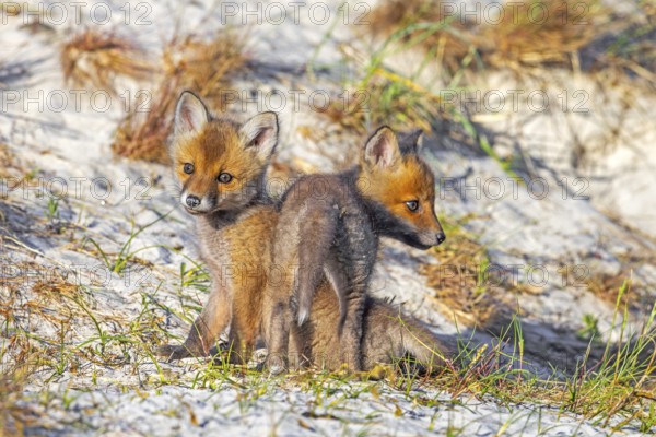 Young red foxes (Vulpes vulpes) two alert kits, juveniles playing near burrow, den in the sand