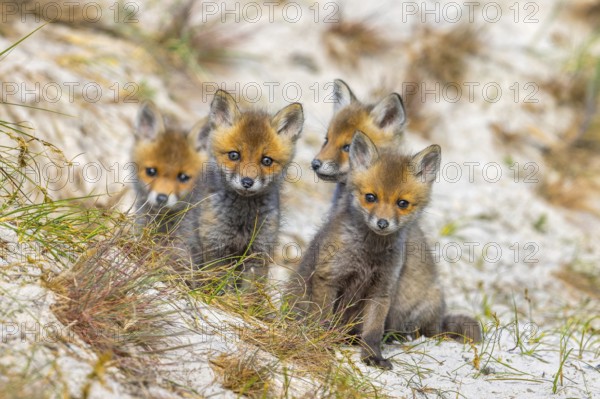 Young red foxes (Vulpes vulpes) four curious kits, juveniles looking towards camera near burrow,