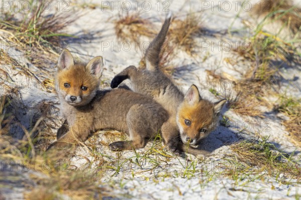 Young red foxes (Vulpes vulpes) two playful kits, juveniles playing near burrow, den in the sand