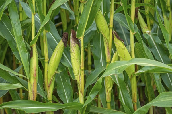Close-up of female inflorescences, maize stalks, leaves, ears and corn silk in maizefield,