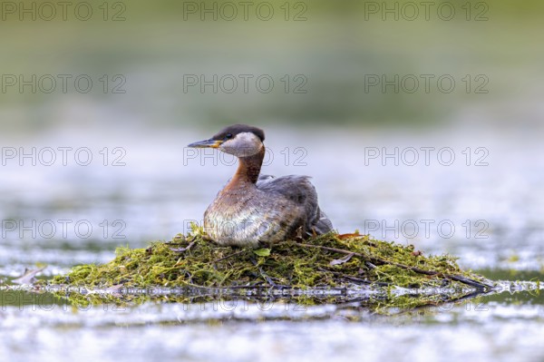 Red-necked grebe (Podiceps grisegena) adult in breeding plumage breeding eggs on nest in lake in