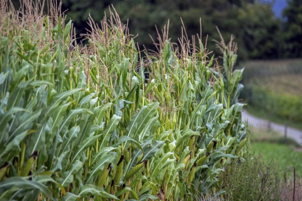 Maizefield, cornfield, field of maize (Zea mays) showing maize stalks with tassels, inflorescence