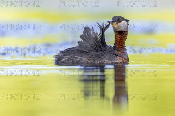 Red-necked grebe (Podiceps grisegena, Podiceps griseigena) adult in breeding plumage preening