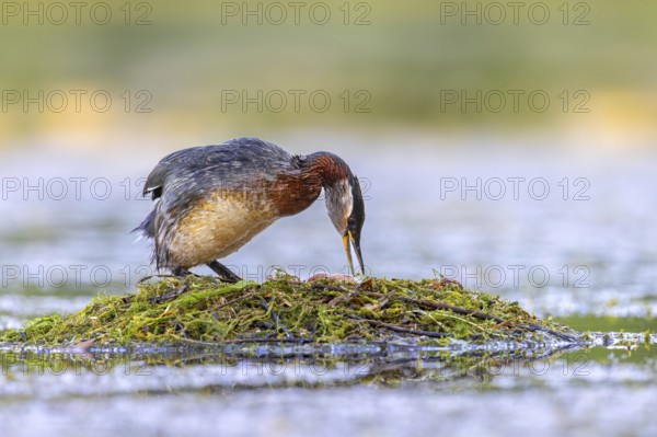 Red-necked grebe (Podiceps grisegena) nesting adult in breeding plumage turning two eggs in nest in