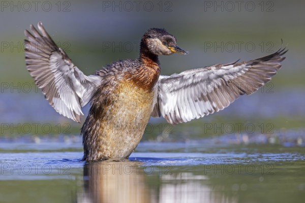 Red-necked grebe (Podiceps grisegena, Podiceps griseigena) adult in breeding plumage flapping wings