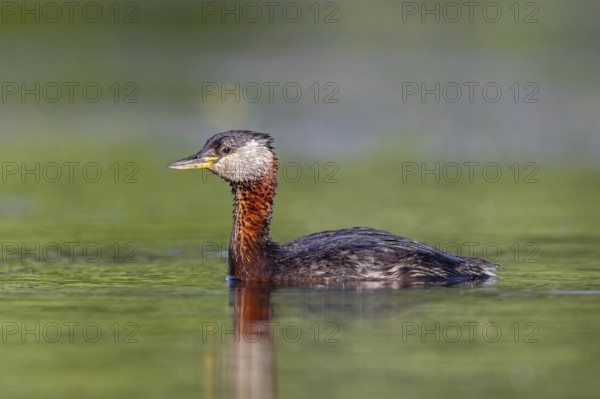 Red-necked grebe (Podiceps grisegena, Podiceps griseigena) adult in breeding plumage swimming in