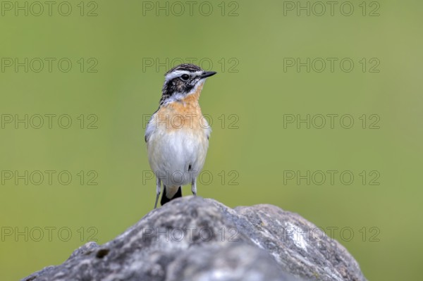 Whinchat (Saxicola rubetra, Motacilla rubetra) adult male in breeding plumage perched on rock in