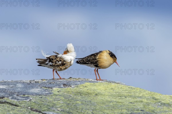 Two ruffs (Calidris pugnax), satellite with white neck ruff and territorial male in breeding