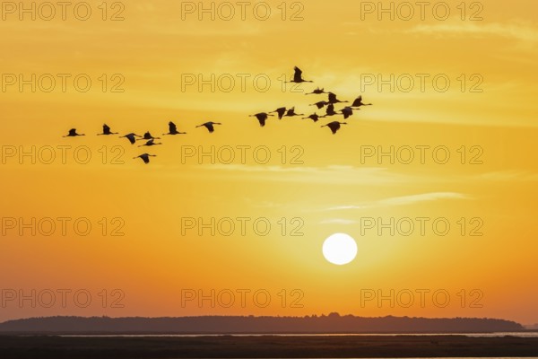 Migrating flock of common cranes, Eurasian cranes (Grus grus) in flight silhouetted against orange
