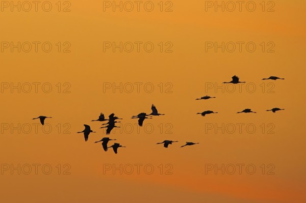 Migrating flock of common cranes, Eurasian cranes (Grus grus) in flight silhouetted against orange