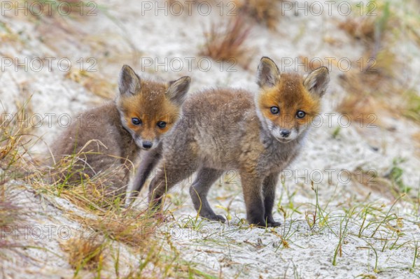 Young red foxes (Vulpes vulpes) two curious kits, juveniles looking towards camera near burrow, den