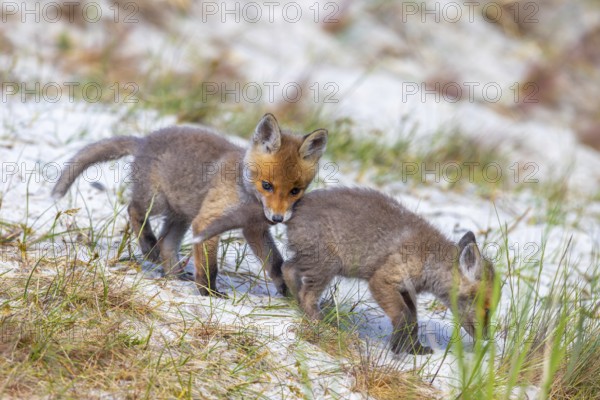 Young red foxes (Vulpes vulpes) playful kit, juvenile biting sibling's tail near burrow, den in the