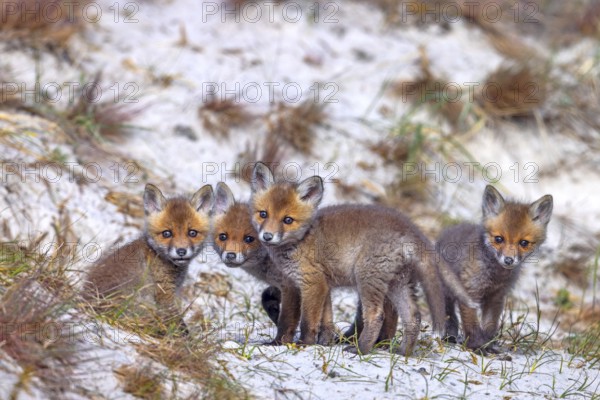 Young red foxes (Vulpes vulpes) four curious kits, juveniles looking towards camera near burrow,