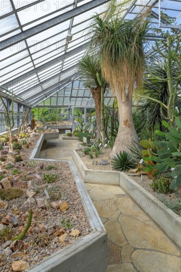 Cacti and other succulents in the succulent greenhouse at the University Botanical Garden in the