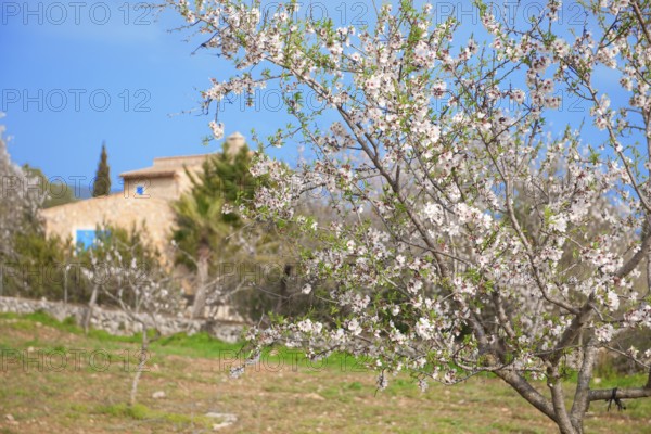 Almond blossoms on almond tree, in the background almond trees and finca, Majorca, Balearic