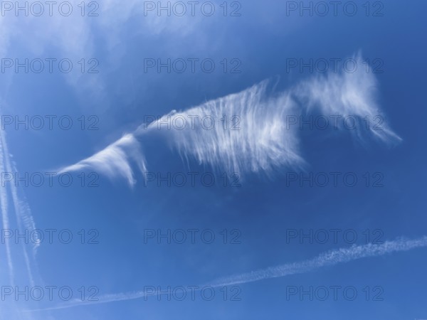 Cirrus cloud Feather clouds Veil clouds Cloud image in the shape of a floating seahorse under a