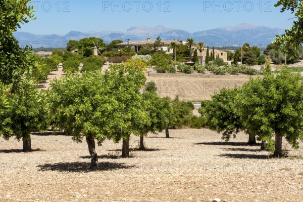 View of olive grove with olive trees in front, in the background Spanish farm Finca, Majorca,