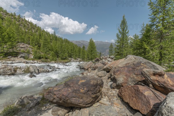 The clear river flows swiftly between rocks, lined with green conifers, under a blue sky with