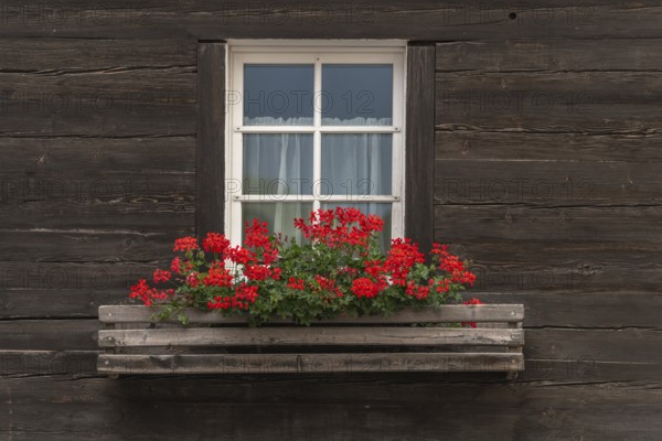 A white window with a light-coloured window frame is framed by a dark wooden wall. A planting of