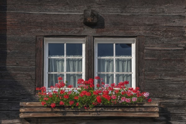 Vibrant red flowers bloom in a planter positioned under a wooden framed window. The rustic ambience