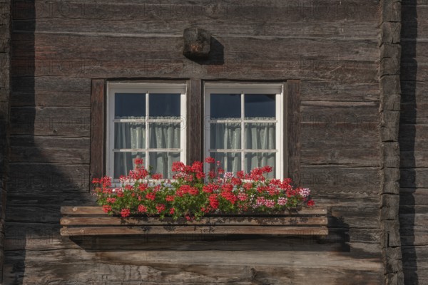Traditional wooden house window with blooming red geraniums around the edge. The furnishings are