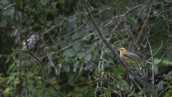 A pair of yellowhammers (Emberiza citrinella) sitting in a bush, Ahlden, district of Heidekreis,