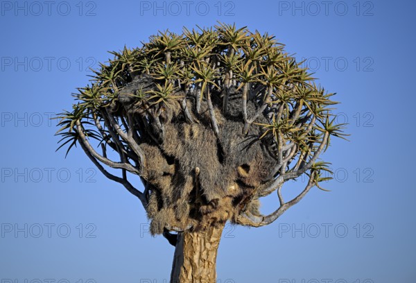 Quiver tree (Aloe dichotoma) with weaver bird's nest, quiver tree forest near Keetmanshoop, Karas