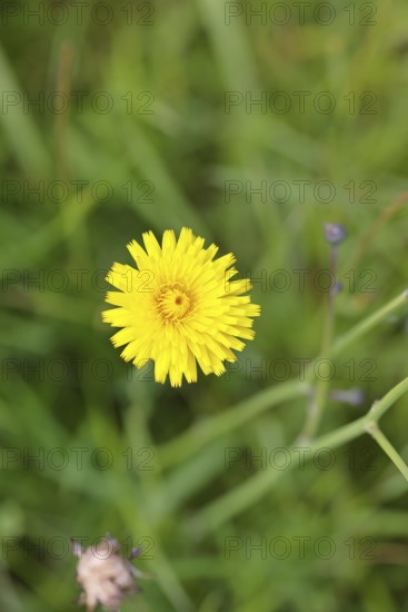 Hieracium lachenalii (Picris hieracioides), hawkweed bitterweed, yellow flower on a rough meadow,