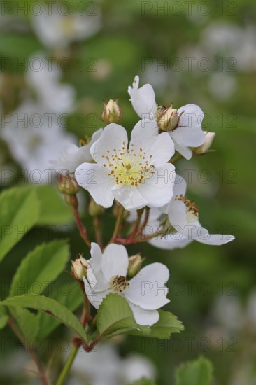 Bibernell rose (Rosa spinosissima L., syn.: Rosa pimpinellifolia L.), also called dune rose, earth