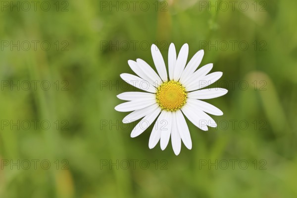 Daisy (Leucanthemum vulgare), flower in a meadow, close-up, macro, Wilnsdorf, North