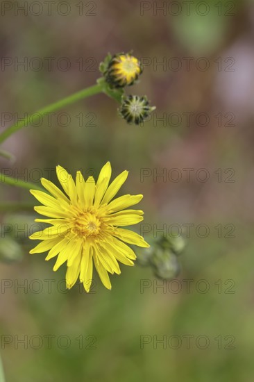 Meadow peony (Crepis biennis), yellow flower by the wayside, Wilnsdorf, North Rhine-Westphalia,
