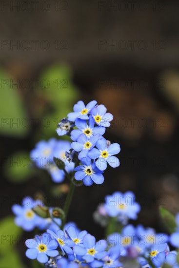 Marsh forget-me-not (Myosotis palustris), true forget-me-not in bloom in spring, Wilnsdorf, North