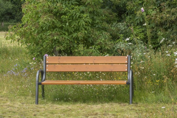 Bench, resting bench in a meadow with wild flowers and an elder bush, North Rhine-Westphalia,