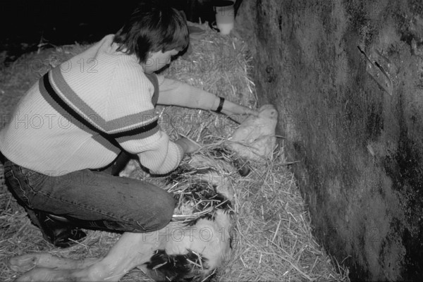 Little boy rubbing the freshly born calf dry with straw, black and white, Franconia, Bavaria,
