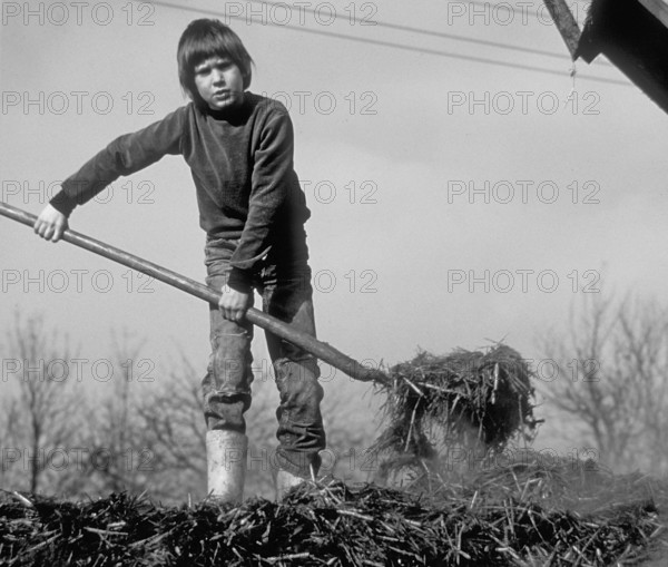 Boy, 10 years old, on a farm spreading cow dung on a dung heap, black and white, Franconia,