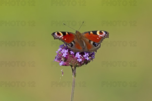 Butterfly, peacock butterfly (Aglais io), Purpletop vervain (Verbena bonariensis), Burgstemmen,