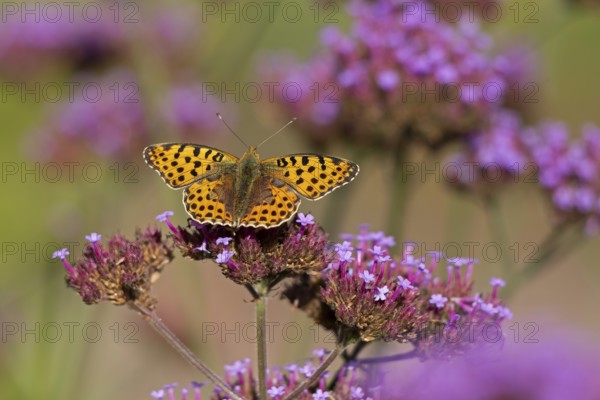 Butterfly, Small Pearl-bordered Fritillary (Issoria lathonia), Purpletop vervain (Verbena
