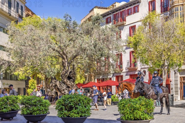 Cityscape view at a town square in Palma with lush green trees and plants as well as mounted police