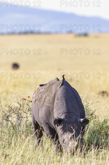 Black rhinoceros (Diceros bicornis) grazing on the savanna grassland with a Yellow-billed oxpecker