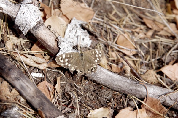 Pararge aegeria, forest floor, brown, September, Germany, With spread wings the butterfly sits on a