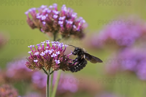 Wood bee (Xylocopa), Purpletop vervain (Verbena bonariensis), Burgstemmen, Nordstemmen, Lower