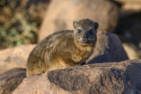 Klippschliefers (Procavia capensis), desert dormice or Klippdachs in the quiver tree forest near