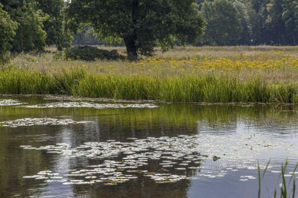 A tranquil pond with water lilies, surrounded by meadows and trees in a peaceful natural setting,