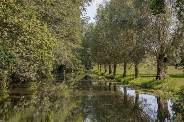 Pollarded willows are reflected in the water of the Alstätter Aa, Haarmühle, Ahaus-Alstätte,