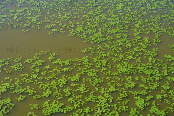Water lily pads on the water, Tirschenreuther Teiche, Waldnaabaue, Große Teichpfanne,