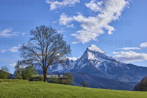 Mountain Watzmann, bare winter tree, landscape photography, mountain landscape, mountains, meadow,